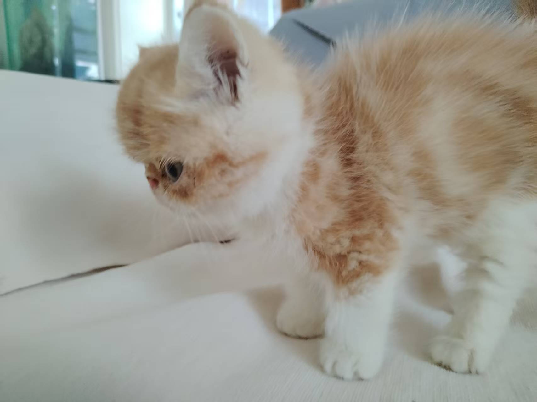 加菲猫